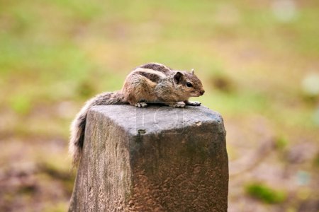Mignon petit tamias assis sur le rocher dans un parc verdoyant et regardant autour, pelucheux minuscule habitant du parc incarnation du charme naturel et de l'innocence, petit animal des bois avec curiosité ludique