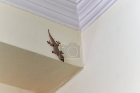 Foto de Pequeño geco ágil se arrastra en la pared dentro de la casa, pies delicados de lagarto lindo navegando superficie vertical con notable agilidad, encantadora escena de huésped reptiliano en el entorno doméstico - Imagen libre de derechos