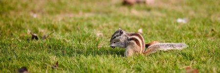 Charming little chipmunk sitting on green grass lawn and eats nuts, fluffy tailed tiny park dweller with small paws symbolizes simple joys and abundance of wild nature