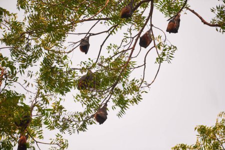 Mystérieuses chauves-souris couvertes d'ailes et accroupies sur les branches vertes de l'arbre dans le parc pendant la lumière du jour, introduisant une mystique inattendue à la scène autrement ordinaire
