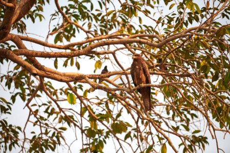 Majestic large Black kite bird perched on tree branch and watches with keen gaze everything around it, watchful eyes of Black kite bird capturing harmony in natural balance of ecosystem