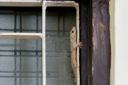 Pequeño gecko ágil se arrastra en la ventana de la casa interior, pies delicados de lagarto lindo navegando superficie vertical con notable agilidad, encantadora escena de huésped reptil en el entorno doméstico