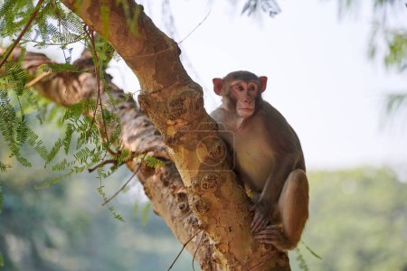 Niedlicher kleiner Affe sitzt auf Baumstamm im öffentlichen Indianerpark vor grüner Pflanzenkulisse und schaut sich neugierig um, symbolisiert das harmonische Zusammenleben zwischen Wildtieren und Parkumgebung