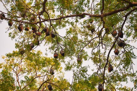 Mystérieuses chauves-souris couvertes d'ailes et accroupies sur les branches vertes de l'arbre dans le parc pendant la lumière du jour, introduisant une mystique inattendue à la scène autrement ordinaire