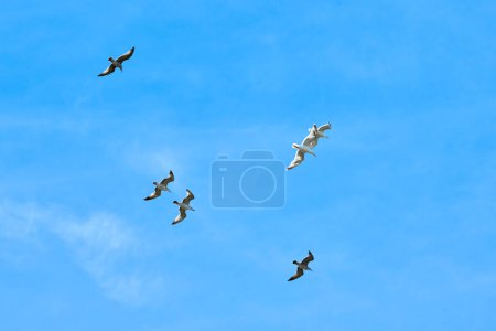 Majestueuses grosses goélands baltes volant dans un ciel d'été bleu vif, de grands oiseaux marins au dos noir reflétant l'unité et l'harmonie avec le mouvement synchronisé symbolise la force collective