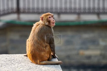 Cute little monkey sits on stone in public park of Nepal against cityscape backdrop and gazed curiously around, symbolizing harmonious coexistence of wildlife and humanity, copy space
