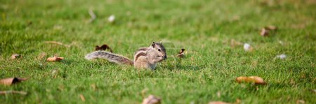Charmantes Streifenhörnchen sitzt auf grünem Rasen und frisst Nüsse, flauschiger Schwanz winziger Parkbewohner mit kleinen Pfoten symbolisiert einfache Freuden und den Reichtum der wilden Natur