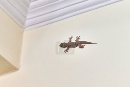 Pequeño geco ágil se arrastra en la pared dentro de la casa, pies delicados de lagarto lindo navegando superficie vertical con notable agilidad, encantadora escena de huésped reptiliano en el entorno doméstico