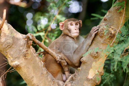 Cute little monkey sits on tree trunk in public indian park against green plants backdrop and looks curiously at camera, symbolizing harmonious coexistence between wildlife and park environment