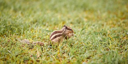 Encantadora ardilla pequeña sentado en el césped de hierba verde y come nueces, mullida cola pequeña habitante del parque con patas pequeñas simboliza alegrías simples y la abundancia de la naturaleza salvaje