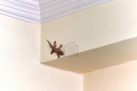 Photo for Small nimble gecko crawls on wall inside house, delicate feet of cute lizard navigating vertical surface with remarkable agility, charming scene of reptilian guest in domestic setting - Royalty Free Image