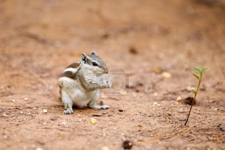 Cute little chipmunk sitting on ground and eats kernel of corn in green park and looking around, fluffy tailed tiny park dweller with small paws embodiment of natural charm and innocence