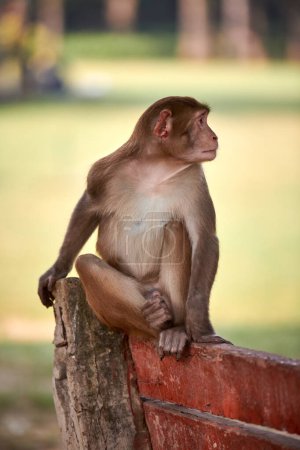 Cute little monkey sits on bench in public indian park against green lawn backdrop and looks curiously around, symbolizing harmonious coexistence between wildlife and park environment