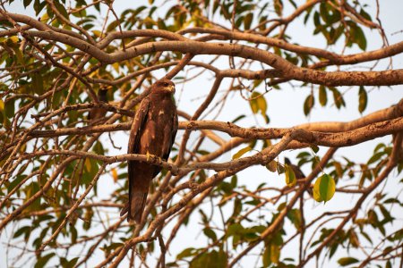 Majestic large Black kite bird perched on tree branch and watches with keen gaze everything around it, watchful eyes of Black kite bird capturing harmony in natural balance of ecosystem