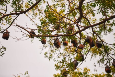 Téléchargez les photos : Mystérieuses chauves-souris couvertes d'ailes et accroupies sur les branches vertes de l'arbre dans le parc pendant la lumière du jour, introduisant une mystique inattendue à la scène autrement ordinaire - en image libre de droit