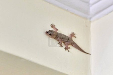 Kleine flinke Geckos kriechen an der Wand im Haus, zarte Füße der niedlichen Eidechse navigieren vertikal mit bemerkenswerter Beweglichkeit, charmante Szene eines Reptiliengastes in häuslicher Umgebung