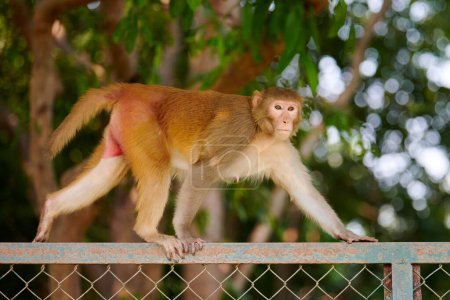 Photo for Cute little monkey walking on fence in Indian public park against green plants backdrop, symbolizing harmonious coexistence of wildlife and humanity - Royalty Free Image