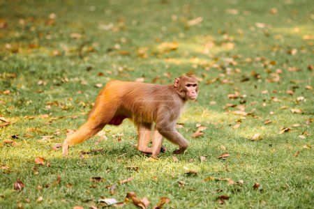 Mignon petit singe marche sur la pelouse verte dans le parc public indien évoquant le sens de l'harmonie avec la nature, deux singes drôles symbolisant l'essence insouciante de la faune dans le parc public