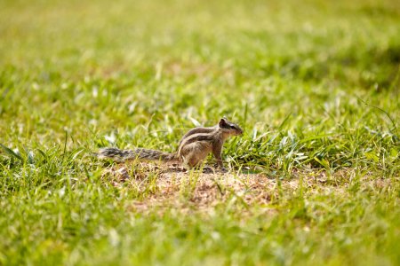 Charmant petit tamias assis sur une pelouse verte et mange des noix, pelucheux minuscule habitant du parc à petites pattes symbolise les joies simples et l'abondance de la nature sauvage