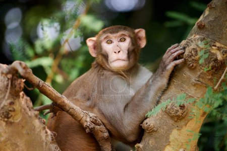 Cute little monkey sits on tree trunk in public indian park against green plants backdrop and looks curiously at camera, symbolizing harmonious coexistence between wildlife and park environment