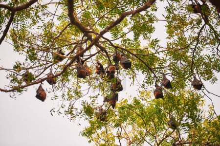 Mysterious bats covered with their wings and hunkered down on green branches of tree in park during daylight time, introducing an unexpected mystique to otherwise ordinary scene