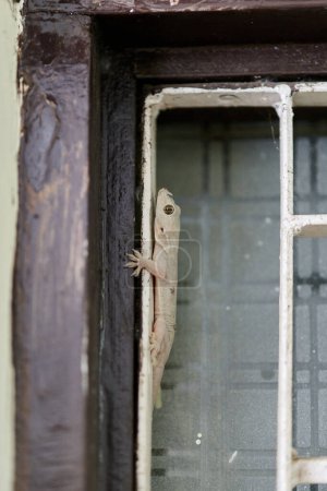 Kleine flinke Geckos kriechen auf dem Hausfenster drinnen, zarte Füße der niedlichen Eidechse navigieren vertikal mit bemerkenswerter Beweglichkeit, charmante Szene eines Reptiliengastes in häuslicher Umgebung