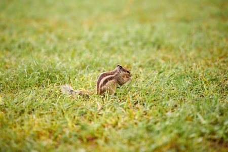 Charming little chipmunk sitting on green grass lawn and eats nuts, fluffy tailed tiny park dweller with small paws symbolizes simple joys and abundance of wild nature