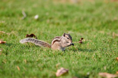 Encantadora ardilla pequeña sentado en el césped de hierba verde y come nueces, mullida cola pequeña habitante del parque con patas pequeñas simboliza alegrías simples y la abundancia de la naturaleza salvaje