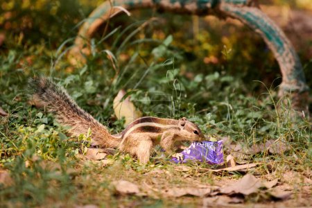 Charmant petit tamias à la recherche de restes dans un emballage de barres de bonbons sur fond de végétation verte dans le parc indien, symbolisant l'esprit résilient des petites créatures s'adaptant aux environnements urbains