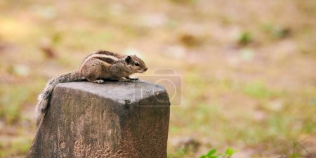 Mignon petit tamias assis sur le rocher dans un parc verdoyant et regardant autour, pelucheux minuscule habitant du parc incarnation du charme naturel et de l'innocence, petit animal des bois avec curiosité ludique