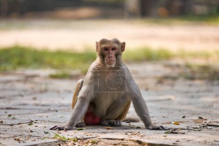 Cute little monkey sits on ground in public park in India against green plants backdrop and gazed curiously at camera, symbolizing harmonious coexistence of wildlife and humanity
