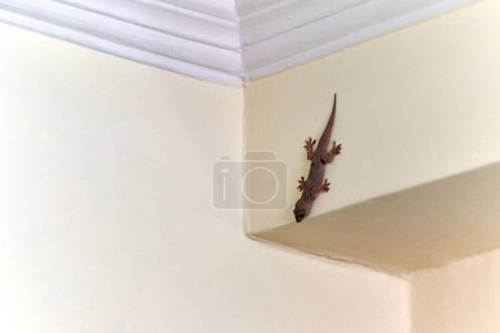Photo for Small nimble gecko crawls on wall inside house, delicate feet of cute lizard navigating vertical surface with remarkable agility, charming scene of reptilian guest in domestic setting - Royalty Free Image