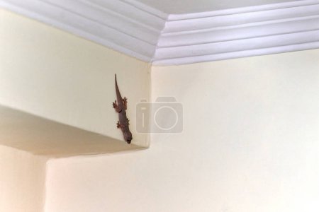 Kleine flinke Geckos kriechen an der Wand im Haus, zarte Füße der niedlichen Eidechse navigieren vertikal mit bemerkenswerter Beweglichkeit, charmante Szene eines Reptiliengastes in häuslicher Umgebung