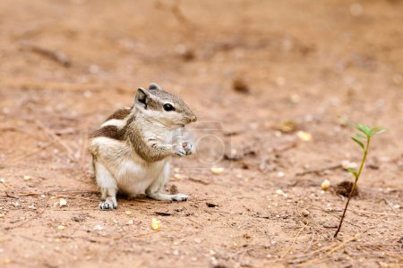 Niedliche kleine Streifenhörnchen sitzt auf dem Boden und frisst Maiskörner im grünen Park und schaut sich um, flauschige Schwanz winzige Parkbewohner mit kleinen Pfoten Verkörperung des natürlichen Charmes und der Unschuld