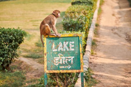 Funny little monkey sits on pointer with text LAKE in public indian park against green plants backdrop and looks curiously around, symbolizes harmony between wildlife and public park