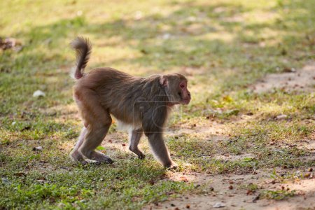Mignon petit singe marche sur la pelouse verte dans le parc public indien évoquant le sens de l'harmonie avec la nature, deux singes drôles symbolisant l'essence insouciante de la faune dans le parc public