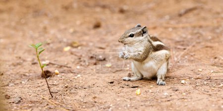 Cute little chipmunk sitting on ground and eats kernel of corn in green park and looking around, fluffy tailed tiny park dweller with small paws embodiment of natural charm and innocence
