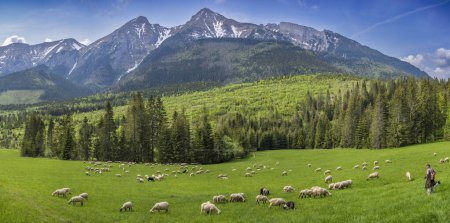 Panoramic view of Belianske Tatras with picturesque clouds and grazing sheep at the foot of the mountains, Slovakia.