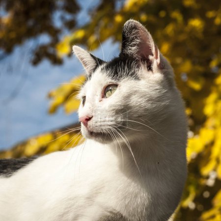 Foto de Primer plano de un gato blanco con marcas negras, ojos verdes y una expresión contemplativa. Sobre un telón de fondo de hojas amarillas de otoño, la piel de los gatos destaca en agudo contraste. - Imagen libre de derechos