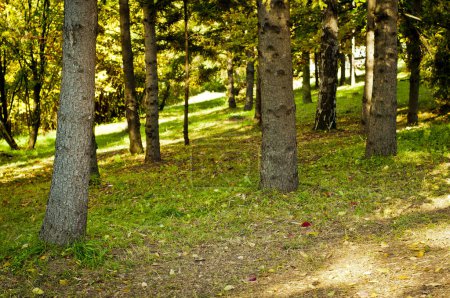 Foto de Una vista de un bosque despejado con árboles altos y rectos y un suelo cubierto de hierba verde y hojas caídas, iluminado por la luz natural. - Imagen libre de derechos