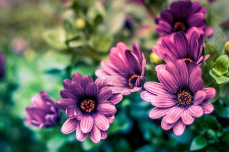 Foto de Una imagen de primer plano que captura la textura detallada y el color vibrante de las flores púrpuras, mostrando sus centros amarillos, rodeados de exuberante follaje verde. - Imagen libre de derechos