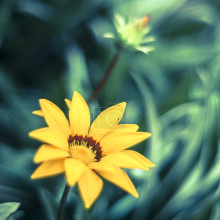 Foto de Una imagen de cerca de margaritas blancas y amarillas en plena floración, mostrando los colores vibrantes y texturas detalladas de los pétalos y centros en un fondo de follaje verde. - Imagen libre de derechos