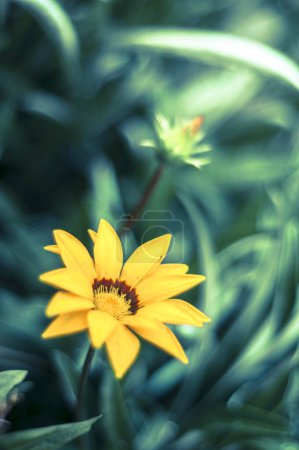 A vivid yellow flower stands out against lush green foliage. Its intricate petals and central brown core create a striking contrast. The image captures the essence of natural beauty in a simple yet captivating composition.