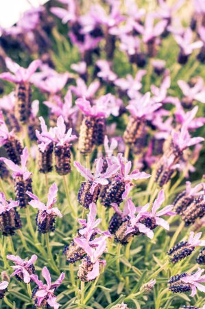 Foto de Una vista serena de las flores de lavanda en plena floración, sus tonos púrpura vivo en el fondo verde suave de hojas y tallos. La imagen captura la tranquila belleza de un jardín al atardecer. - Imagen libre de derechos