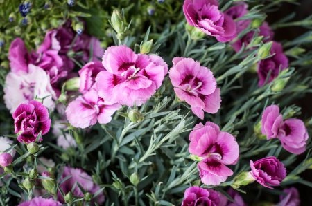 Foto de Vibrante exhibición de claveles rosados en medio de una exuberante vegetación, capturando la esencia de la renovación de los manantiales y la belleza. Cada pétalo y hoja es detallada, mostrando naturalezas intrincado diseño. - Imagen libre de derechos