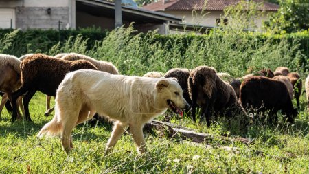 Maremma-Schäferhund kümmert sich um die Schafherde, die an einem Septembertag in der italienischen Region Latium auf einem unbewirtschafteten Feld grast
