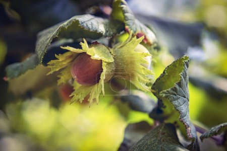 Foto de Ramita de avellano con fruto de avellana sobre fondo desenfocado, en agosto en la región italiana del Lacio, macro primer plano - Imagen libre de derechos