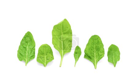 Téléchargez les photos : Six feuilles naturelles de Chard, feuille de légumes isolée sur fond blanc espace de copie - en image libre de droit