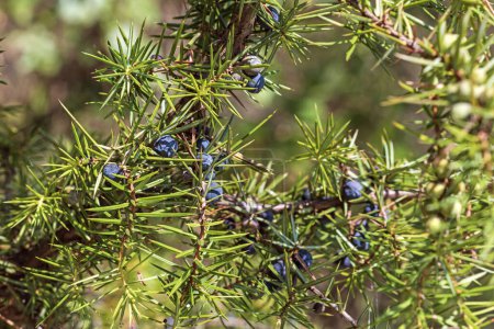 Juniperus Communis branche avec des baies, genévrier commun, une espèce de petit arbre ou d'arbuste dans la famille des cyprès Cupressaceae, en août, au milieu des Apennins italiens de la région du Latium