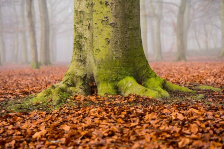 Foto de Árbol firmemente enraizado En el bosque rodeado de hojas caídas de otoño. - Imagen libre de derechos